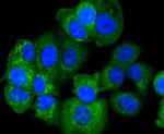 APAF1 Antibody in Immunocytochemistry (ICC/IF)