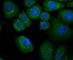 APAF1 Antibody in Immunocytochemistry (ICC/IF)