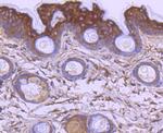 APAF1 Antibody in Immunohistochemistry (Paraffin) (IHC (P))