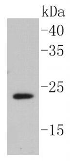 Caveolin 2 Antibody in Western Blot (WB)