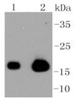 Caveolin 3 Antibody in Western Blot (WB)