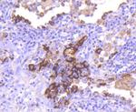 CD63 Antibody in Immunohistochemistry (Paraffin) (IHC (P))