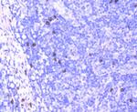 CD63 Antibody in Immunohistochemistry (Paraffin) (IHC (P))