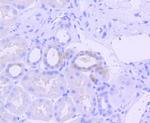 Phospho-PKR (Thr446) Antibody in Immunohistochemistry (Paraffin) (IHC (P))