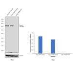 Paxillin Antibody in Western Blot (WB)