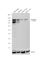 N-cadherin Antibody