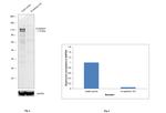 N-cadherin Antibody in Western Blot (WB)