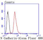 N-cadherin Antibody in Flow Cytometry (Flow)