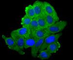 N-cadherin Antibody in Immunocytochemistry (ICC/IF)