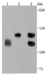 N-cadherin Antibody in Western Blot (WB)