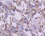 CDK1 Antibody in Immunohistochemistry (Paraffin) (IHC (P))