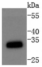 CDK1 Antibody in Western Blot (WB)