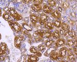 DNAJC15 Antibody in Immunohistochemistry (Paraffin) (IHC (P))