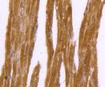 DNAJC15 Antibody in Immunohistochemistry (Paraffin) (IHC (P))