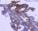 Phospho-GSK3B (Ser9) Antibody in Immunohistochemistry (Paraffin) (IHC (P))