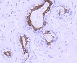 Phospho-GSK3B (Ser9) Antibody in Immunohistochemistry (Paraffin) (IHC (P))