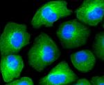 HAPLN1 Antibody in Immunocytochemistry (ICC/IF)