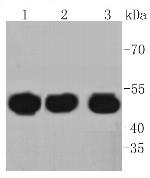 HAPLN1 Antibody in Western Blot (WB)