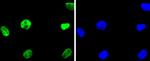 HDAC2 Antibody in Immunocytochemistry (ICC/IF)