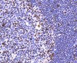 HDAC2 Antibody in Immunohistochemistry (Paraffin) (IHC (P))