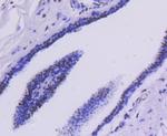 HDAC2 Antibody in Immunohistochemistry (Paraffin) (IHC (P))