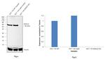 HDAC2 Antibody