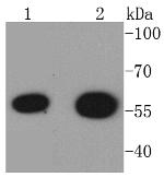 HDAC2 Antibody in Western Blot (WB)