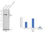 PARP1 (cleaved Asp214) Antibody in Western Blot (WB)