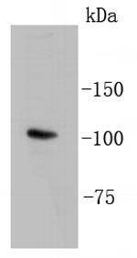 LGR5 Antibody in Western Blot (WB)