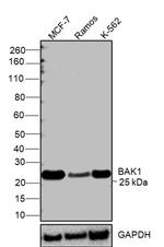 BAK Antibody in Western Blot (WB)