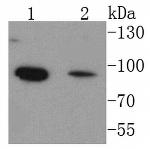 FOXO1 Antibody in Western Blot (WB)