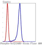 Phospho-Nrf2 (Ser40) Antibody in Flow Cytometry (Flow)