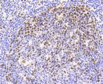 Phospho-Nrf2 (Ser40) Antibody in Immunohistochemistry (Paraffin) (IHC (P))