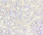 Phospho-Nrf2 (Ser40) Antibody in Immunohistochemistry (Paraffin) (IHC (P))