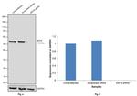 Cytokeratin 8 Antibody in Western Blot (WB)