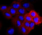 CD309 (FLK1) Antibody in Immunocytochemistry (ICC/IF)