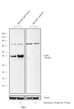 Phospho-c-Jun (Ser63) Antibody in Western Blot (WB)