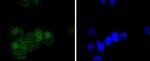 Phospho-c-Jun (Ser63) Antibody in Immunocytochemistry (ICC/IF)