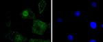 Phospho-c-Jun (Ser63) Antibody in Immunocytochemistry (ICC/IF)