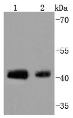 Phospho-c-Jun (Ser63) Antibody in Western Blot (WB)