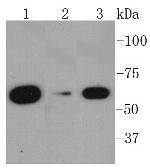 AMPK alpha-1 Antibody in Western Blot (WB)