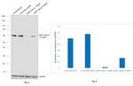 AMPK alpha-1 Antibody in Western Blot (WB)