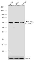 AMPK alpha-1 Antibody in Western Blot (WB)