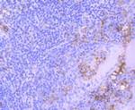 CD31 (PECAM-1) Antibody in Immunohistochemistry (Paraffin) (IHC (P))