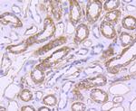 CD31 (PECAM-1) Antibody in Immunohistochemistry (Paraffin) (IHC (P))