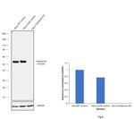 Calreticulin Antibody