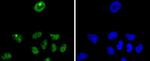 p27 Kip1 Antibody in Immunocytochemistry (ICC/IF)