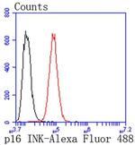 p16INK4a Antibody in Flow Cytometry (Flow)