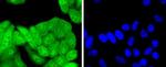 p16INK4a Antibody in Immunocytochemistry (ICC/IF)