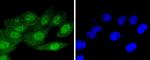 p16INK4a Antibody in Immunocytochemistry (ICC/IF)